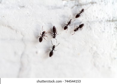Black Ants on White Surface