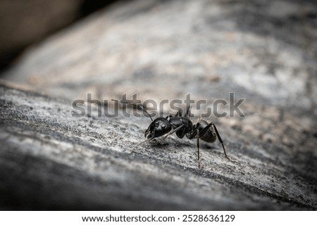 Black ant's path paved with pheromones on fallen tree