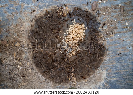Black ants tending eggs in nest.
