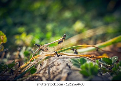 Black Ants Wings Stock Photo 1262564488 | Shutterstock