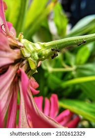 Black Ants Working Together Climb Flower Stalks