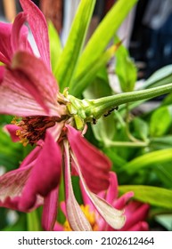 Black Ants Working Together Climb Zinnia Flowers