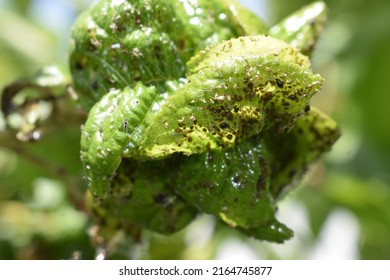 The Black Aphid Has Attacked The Leaves Of The Cherry Fruit Tree. Black Aphid Damage And Colonization.