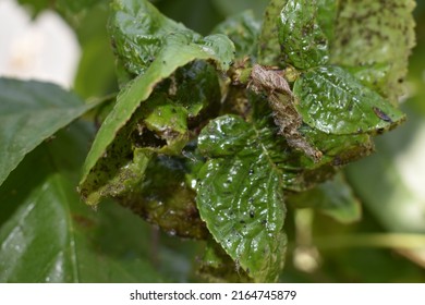 The Black Aphid Has Attacked The Leaves Of The Cherry Fruit Tree. Black Aphid Damage And Colonization.