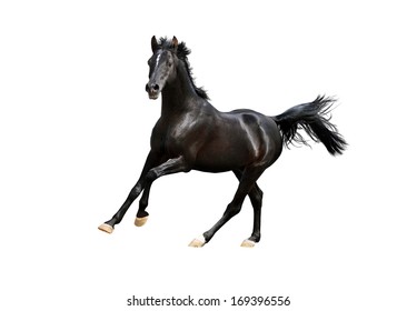 Black Arab Horse Isolated On White