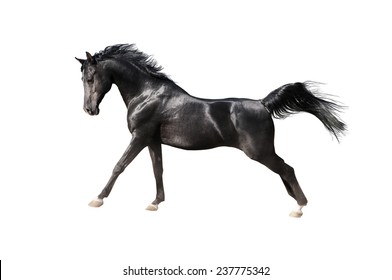 Black Arabian Horse Isolated On White