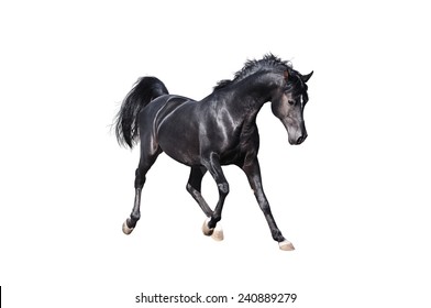 Black Arabian Horse Isolated On White