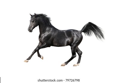 Black Arabian Horse Isolated On White