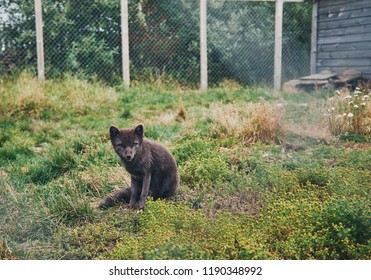 Black Arctic Fox Pen Iceland Sudavik Stock Photo 1190348992 | Shutterstock