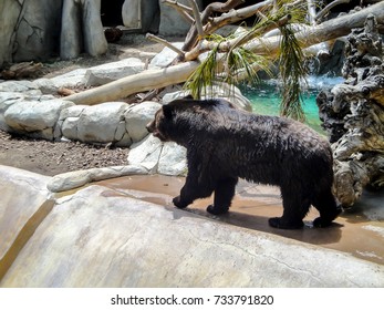 Black Asian Bears Walking Away Camera Stock Photo 733791820 | Shutterstock