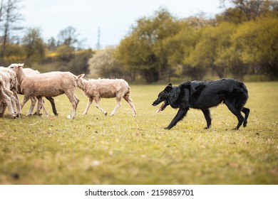 Black Australian Shepherd Herding Sheep