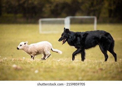Black australian shepherd herding sheep