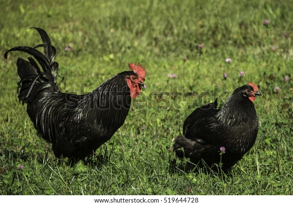 Black Australorp Hen Rooster Walking Along Stock Photo (Edit Now) 519644728