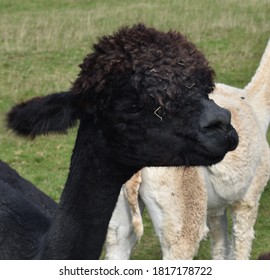 Black Baby Alpaca Taken In East Sussex, UK In September