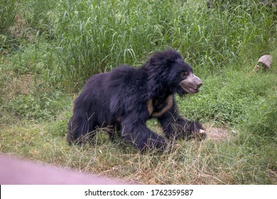 A Black Baby Bear Running Towards It's Mother In It's Natural Habitat - India