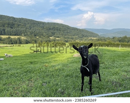 Black baby goat on green grass looking at the camera