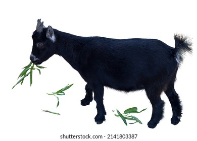 Black Baby Goat Stood And Eating Morning Glory With Gusto Isolated On White Background.