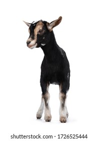 Black Baby Goat With White And Brown Spots, Standing Facing Front. Looking To The Side. Isolated On White Background.