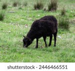 Black baby lamb Gotland Pelt. Cornwall Park. Auckland. 