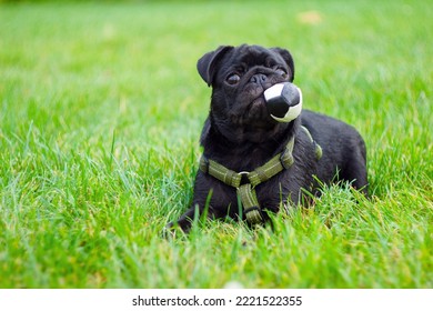 A Black Baby Pug Lies In The Green Grass With A Toy In Its Teeth, Raising Its Head Up.Portrait. Blurred Background.