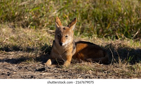 Black Back Jacal Soaking Up The Sun