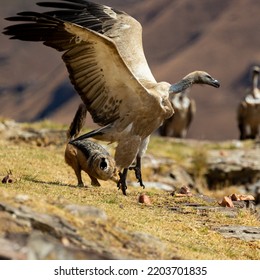 Black Back Jackal Fighting A Cape Vulture For A Bone 