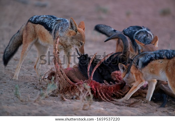 ブラックバックドジャッカル カニスメソメラ アフリカのキツネのようなカニドで 最も厳しい死骸を食べている 動物のアクションシーン 狩りの行動 アフリカ の野生動物の写真 ルイプットは ボツワナ クガラガディ 水穴に の写真素材 今すぐ編集