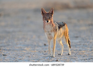 Black Backed Jackal In The Etosha Salt Pan,etosha Nationalpark, Namibia