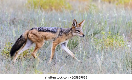 Black Backed Jackal Hunting In Short Grass In Kgalagadi