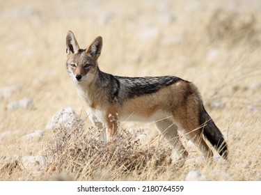 Black Backed Jackal looking curiously. 