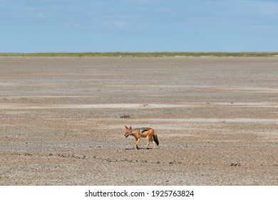 Black Backed Jackal At A Salt Pan In Etosha