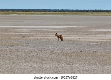 Black Backed Jackal At A Salt Pan In Etosha