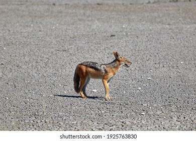 Black Backed Jackal At A Salt Pan In Etosha