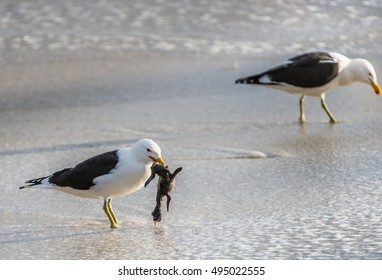 Black Backed Kelp Gull Eating Baby Penguin. Kelp Gull (Larus Dominicanus) Stealing The Baby Bird Of An Endangered African Penguin ( Spheniscus Demersus)