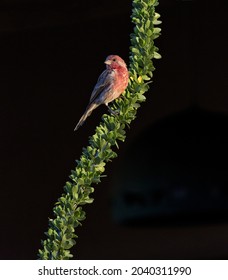 Black background accents red plumage of male house finch perched on curved desert ocotillo branch in natural portrait