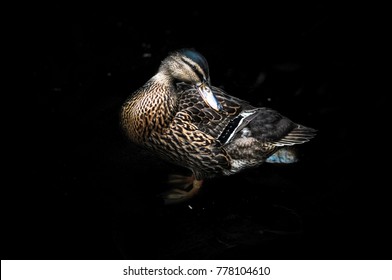 Black Background Duck Stock Photo 778104610 | Shutterstock