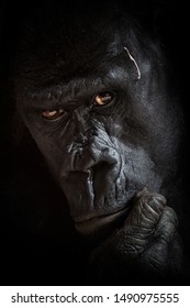 Black Background Portrait Of The Big Leader Of Gorilla Group