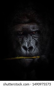 Black Background Portrait Of The Big Leader Of Gorilla Group