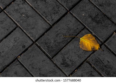 Black Background Yellow Leave Stock Photo 1577688040 | Shutterstock