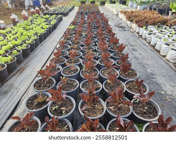 Black bags for growing seedlings. - Powered by Shutterstock