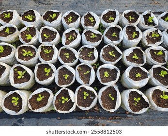 Black bags for growing seedlings. - Powered by Shutterstock