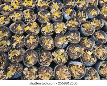 Black bags for growing seedlings. - Powered by Shutterstock