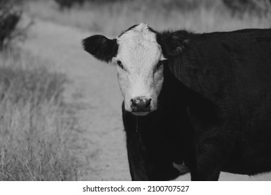 Black Baldie Cow On Ranch Looking Stock Photo (Edit Now) 2100707527 ...