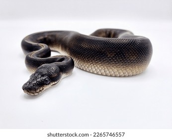 Black ball python - Python regius
