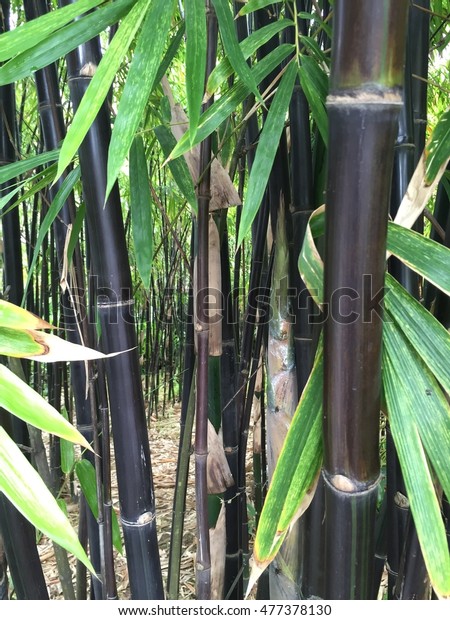 Black bamboo in the\
park