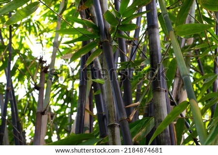Black bamboo plant in the garden