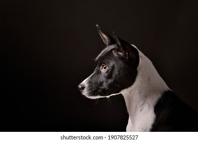 Black Basenji On Black Background