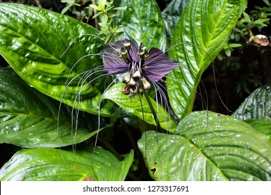 Black Bat Flower