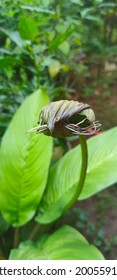 Black Bat Flower Buds With Green Leaves