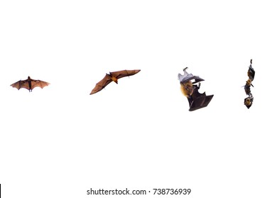 Malayan Flying Fox Hd Stock Images Shutterstock